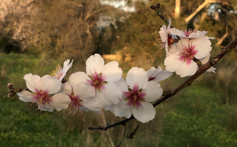 spring blossom