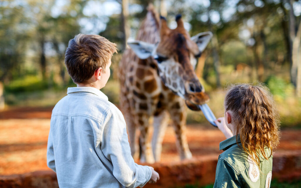Children feeding a giraffe at a zoo