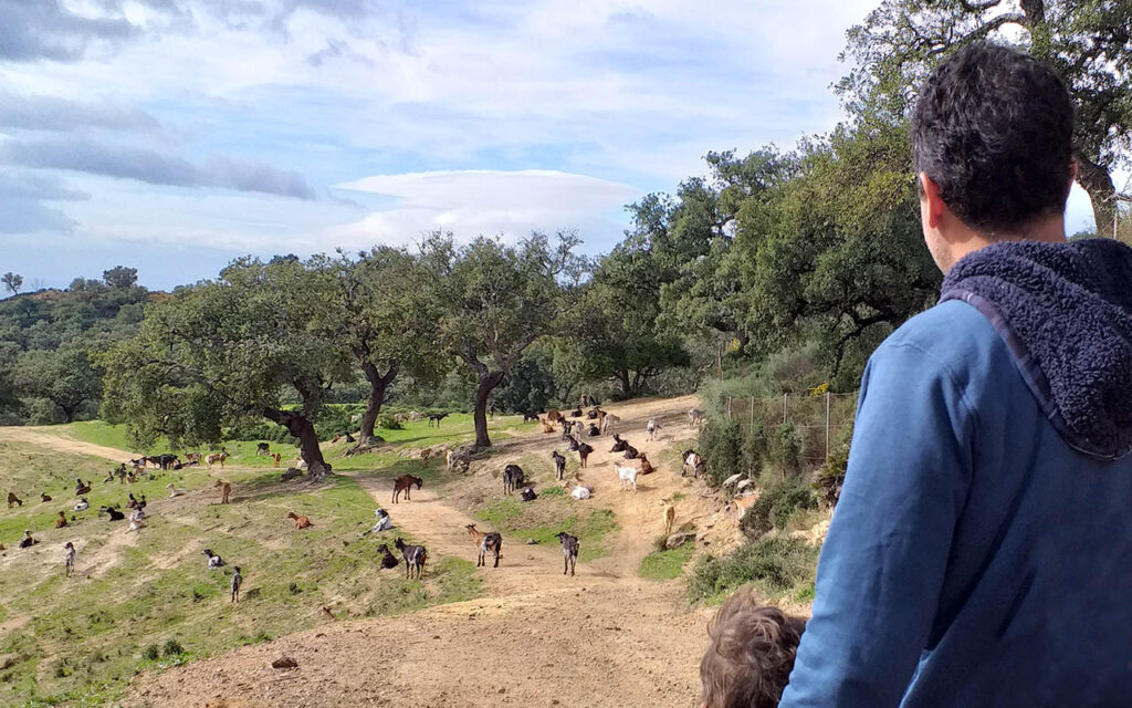 Discovering goats in the countryside of Marbella