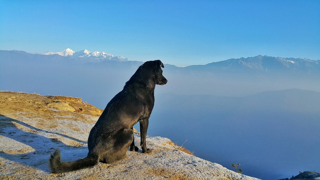 Dog enjoying nature