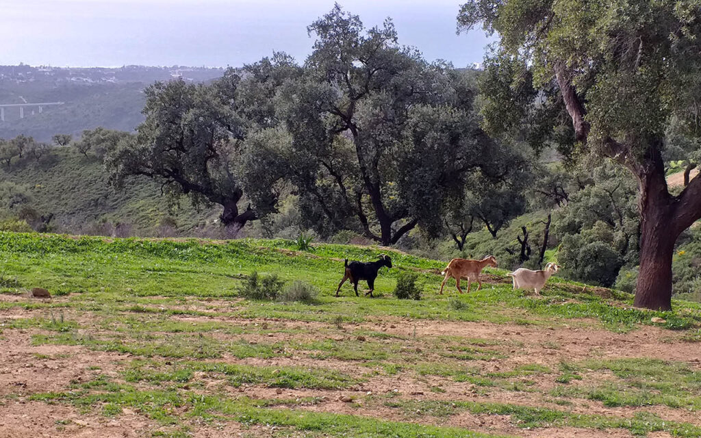 Mountain goats in La Mairena countryside