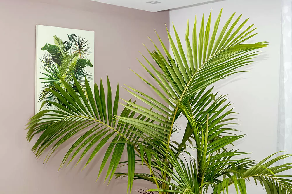 palm leaves up close